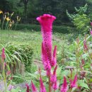 크린데이 이미지