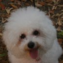 도그미뇽 이미지