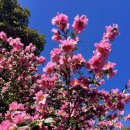 동백자연에너지 | 25년 카멜리아힐 동백 개화 현황 (12.18일 방문) 정말 멋진 지금!! ft. 애견동반여행지