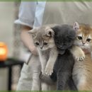 즐거운 애견미용 이미지