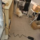 스윗하개 이미지