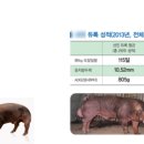 돼지우리 이미지