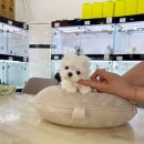 착한애견분양(원주점) 이미지