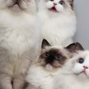 랙돌 캐터리 아이돌스(IDOLLS) 이미지