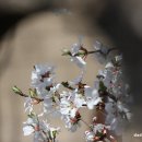 앵두나무우물가에 이미지