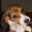 행복 애견방 이미지