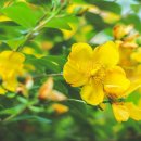 요한약국 | 우울증과 PMS 때문에 세인트존스워트 6개월 이상 먹어본 후기 아이허브 내돈내산