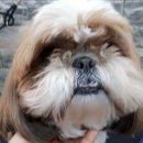 멍이랑몽이 미용 이미지