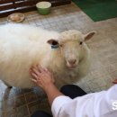 퍼피움 이미지