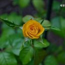 세광정신요양원