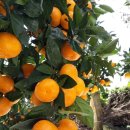 윤정농장 이미지