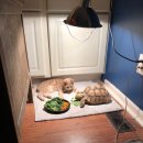 먹구가자 이미지