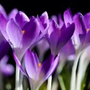 비금정고운정 이미지