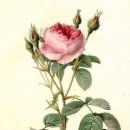 보타니컬아트(식물세밀화) | 보타니컬아트란 무엇인가 식물세밀화의 특징과 피에르 조제프 르두테이야기