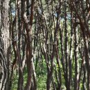 팔공산올레길 1코스 이미지