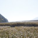 순천만풍경 이미지