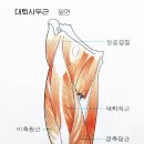 발차기에 가장 많이 쓰이는 근육 대퇴사두근(대퇴직근) 이미지