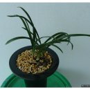 꿩대신닭 이미지