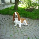 허쉬퍼피 이미지