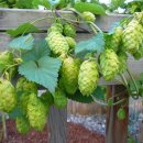 홉 호프 이미지