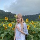 퓨어로제