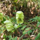 백부자 [Aconitum coreanum (H. Lév.) Rapaics] 이미지