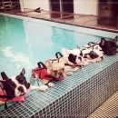 별별강아지 이미지