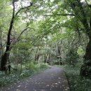 한라산둘레길 사려니숲길 이미지