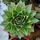 쿤타킨테 이미지