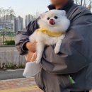 도그아레아 이미지