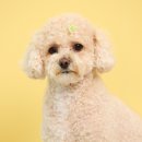 마곡 사진관 추천, 인포룸 스튜디오 마곡점 반려동물 증명사진 촬영후기