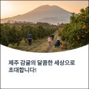 제주도 효돈에서 즐기는 감귤따기체험, 자연 속 건강한 먹거리