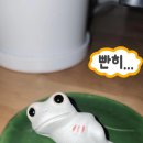불교개구리