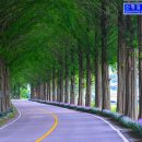 순창 메타세콰이어길 이미지