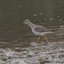 큰노랑발도요 Greater Yellowlegs 이미지