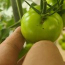 토마토25시 이미지