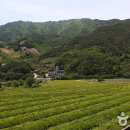 [(축제)] 茶향기 가득한 하동 야생차문화축제, 봄꽃 다음 일렁이는 초록 물결,‘왕의 녹차’의 유혹 이미지