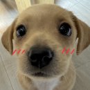 🐶강아지 견주 정보 공유 달글🐶 이미지