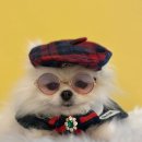 아소비 퍼피스 이미지