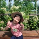 구리 시민 한강공원 유채꽃 축제에 다녀왔어요!!! 이미지