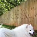 강아지세상 고양이세상 이미지