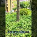 무궁화 꽃이 피었습 이미지