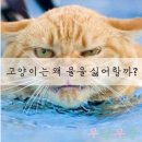 고양이 무마취미용&호텔 무냥무냥 부산서면점 이미지