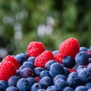 블루베리 이미지