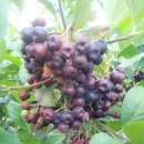 아로니아 이미지