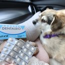 오케이덴탈 | 강아지 치주염 입냄새 구취 제거 교리츠제약 덴탈바이오 급여 후기