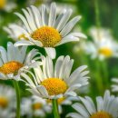 대구이곡초등학교 이미지