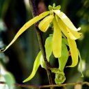 일랑일랑 헤어 이미지