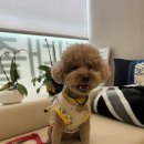 케어덴 동물치과&내과병원 | 케어덴 동물치과 다녀온 후기