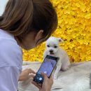 몽몽하개 이미지